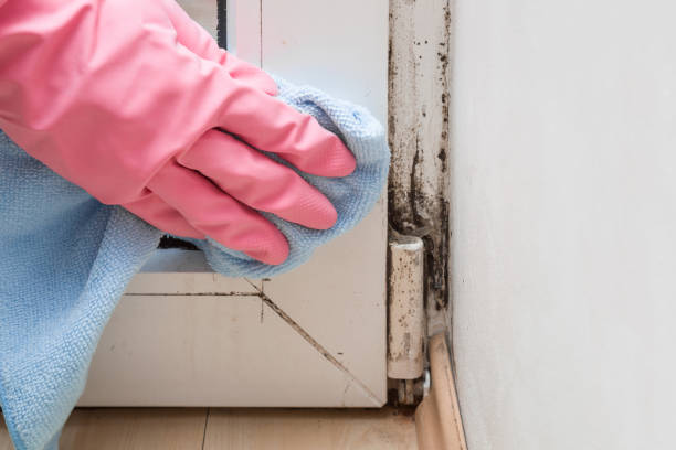Best Local Mold Removal Service  in Big Stone Gap, VA