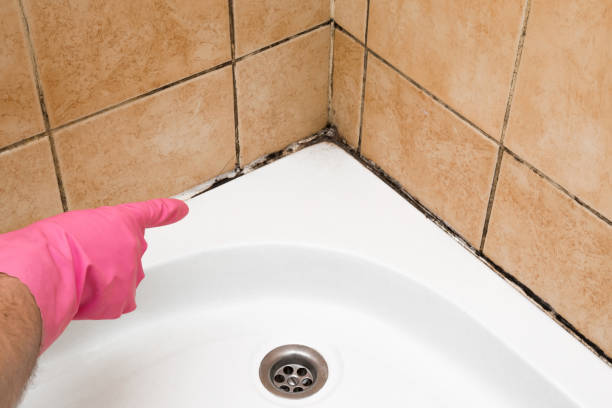  Big Stone Gap, VA Mold Removal Pros